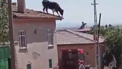 Konya'da bir boğa müstakil evin çatısına çıktı