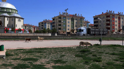 Sivas'ta sahipsiz köpeğin saldırdığı çocuk yaralandı