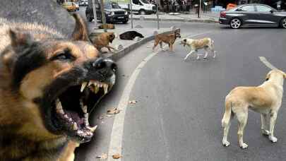 Türkiye'de kaç milyon başıboş köpek var?