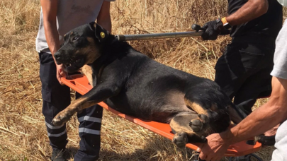 Sahipsiz köpeklerin saldırısı Fatih'te can aldı: 3 köpek barınağa götürüldü