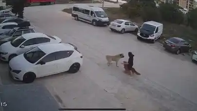 Tekirdağ'da sahipsiz köpek, sahibinin gezdirdiği köpeğe saldırdı