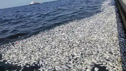 Balık ölümlerinin sebebi belli oldu: İzmir Körfezi’nde neler oluyor?