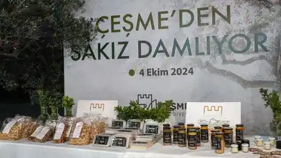 Çeşme'de Sakız Ağacı üretimi artıyor