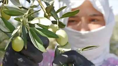 Zeytin üretiminde maliyet açıklaması: 1 kilogram zeytin ne kadar?