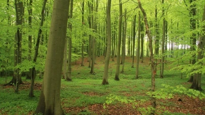 Danimarka’dan 1 milyar ağaçlık iklim mücadelesi projesi