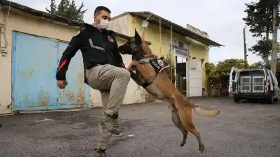 Kahraman köpek, narkotik operasyonunda uyuşturucudan etkilendi!