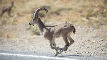 Tunceli'de yaban keçisi avlayan kaçak avcılara ceza kesildi!