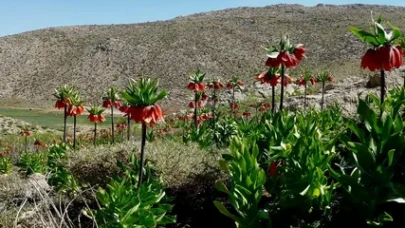 Nemrut Dağı'nda keşfedilen yeni lale türüne eşinin ismi verildi