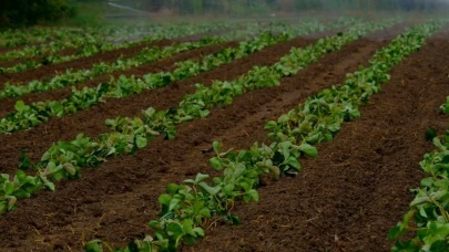 Karın tarım üzerindeki faydaları neler? Bitkileri nasıl korur ve besler?