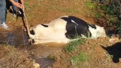 Datça'da çamura saplanan inek, iş makinesiyle kurtarıldı