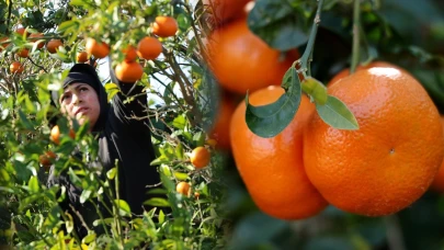 Adana'da mandalina hasadına devam! Dalında 17-18 lira