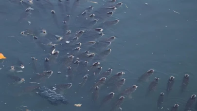 Balık ölümleri görülen Ceyhan Nehri'nde inceleme başlatıldı