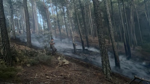 Muğla'da çıkan orman yangını müdahale ile söndürüldü