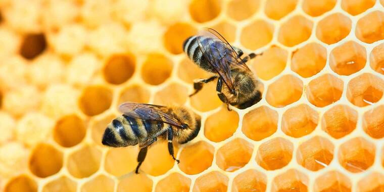 Pestisitlerin yaygın kullanımı, bal arılarını tehdit ediyor 3