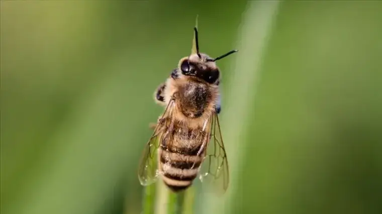 Pestisitlerin yaygın kullanımı, bal arılarını tehdit ediyor 4