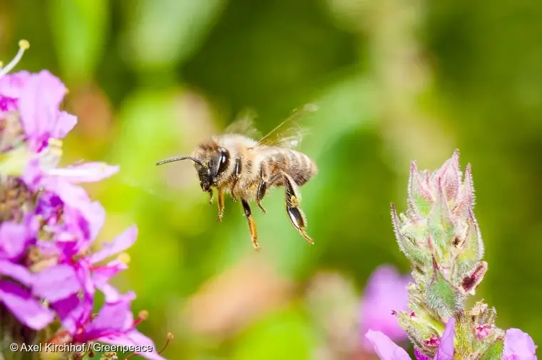 Pestisitlerin yaygın kullanımı, bal arılarını tehdit ediyor 1