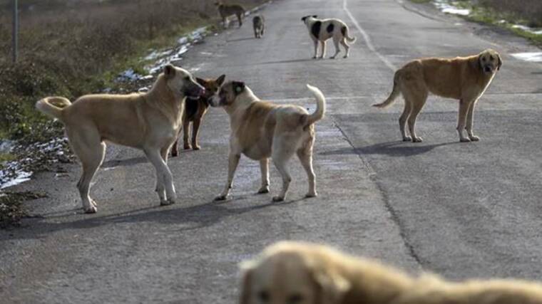 Avrupa’da sahipsiz sokak köpekleri için yapılan uygulamalar 3