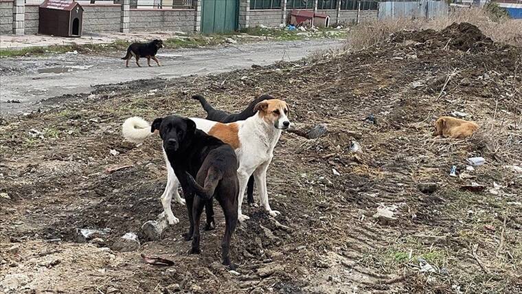 Avrupa’da sahipsiz sokak köpekleri için yapılan uygulamalar 2