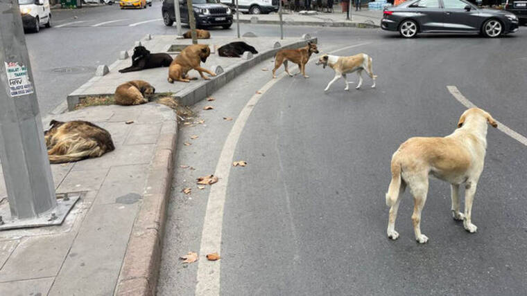 Avrupa’da sahipsiz sokak köpekleri için yapılan uygulamalar 9