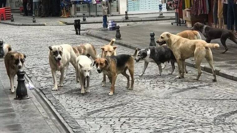 Avrupa’da sahipsiz sokak köpekleri için yapılan uygulamalar 10