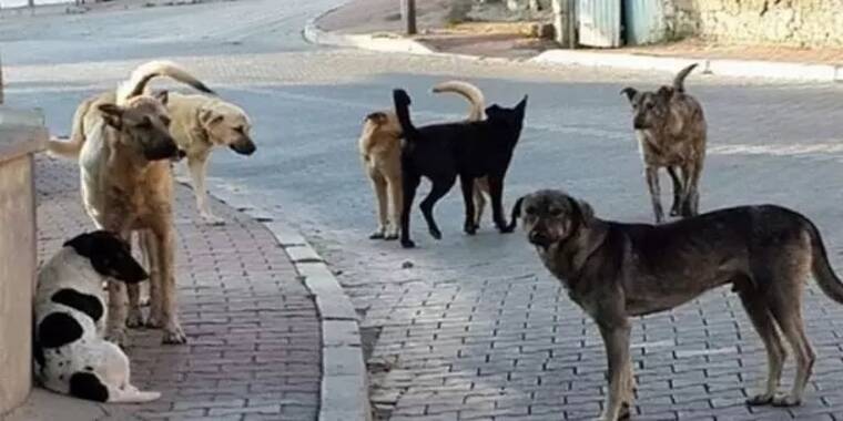 Avrupa’da sahipsiz sokak köpekleri için yapılan uygulamalar 7