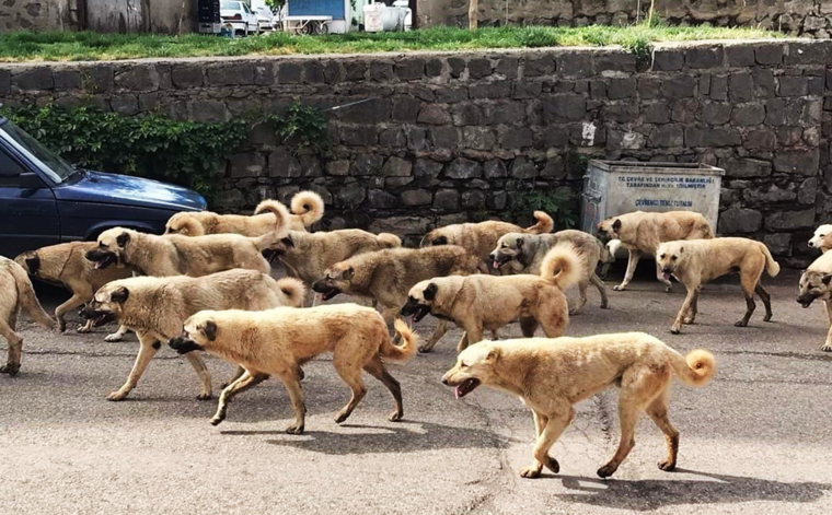 Avrupa’da sahipsiz sokak köpekleri için yapılan uygulamalar 6