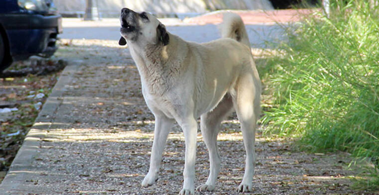 Avrupa’da sahipsiz sokak köpekleri için yapılan uygulamalar 4