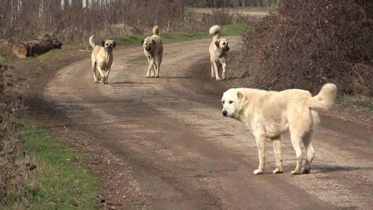 Avrupa’da sahipsiz sokak köpekleri için yapılan uygulamalar 1