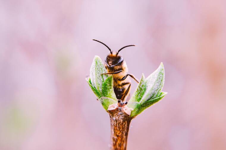 Pestisitlerin yaygın kullanımı, bal arılarını tehdit ediyor 5