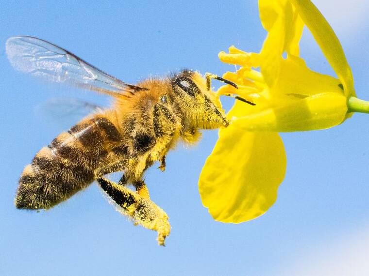 Pestisitlerin yaygın kullanımı, bal arılarını tehdit ediyor 7