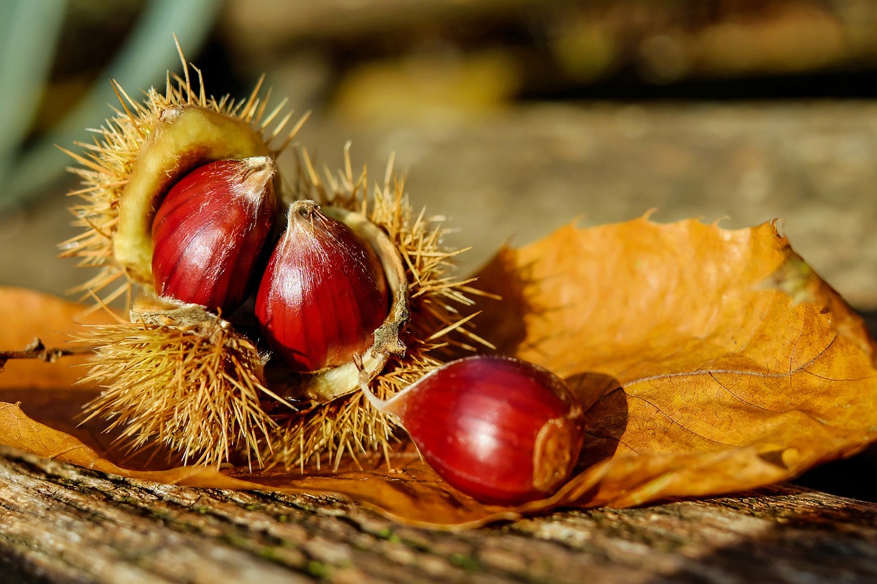 Produtores de castanha da Terra Fria preocupados com ataques de fungos -  Agroportal