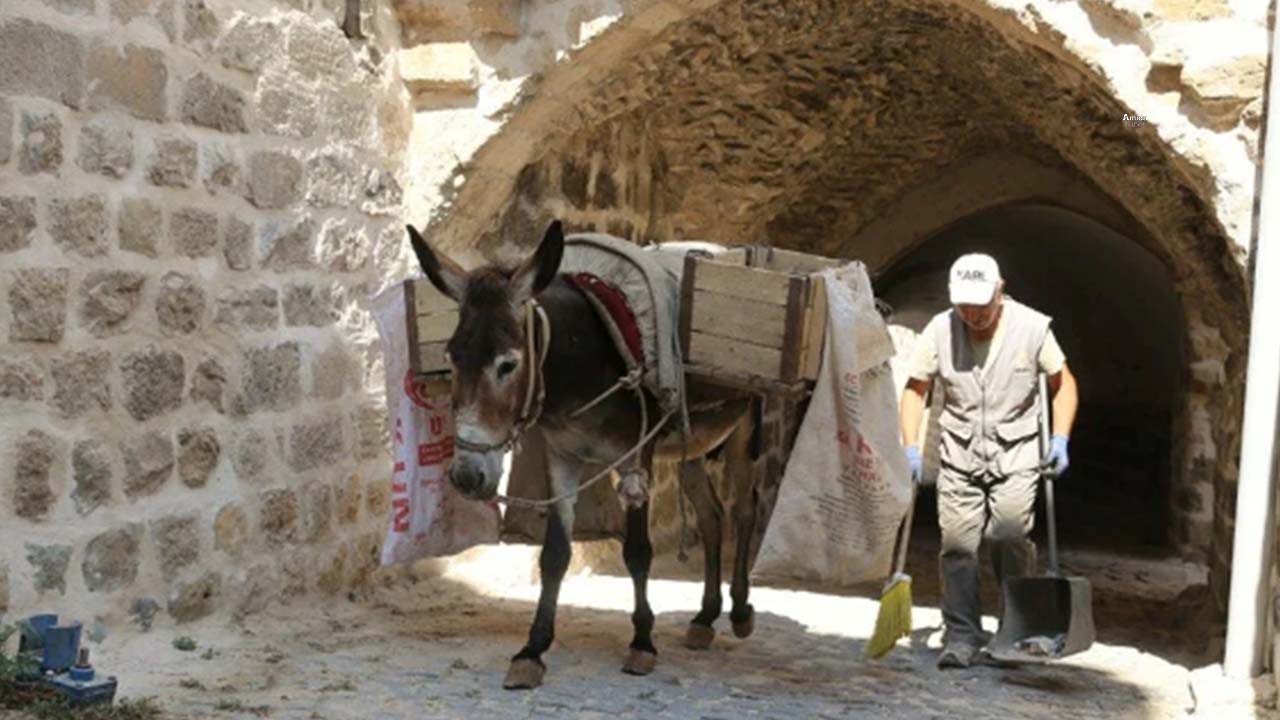 Mardin'de çöp taşıyan eşekler emekli oluyor