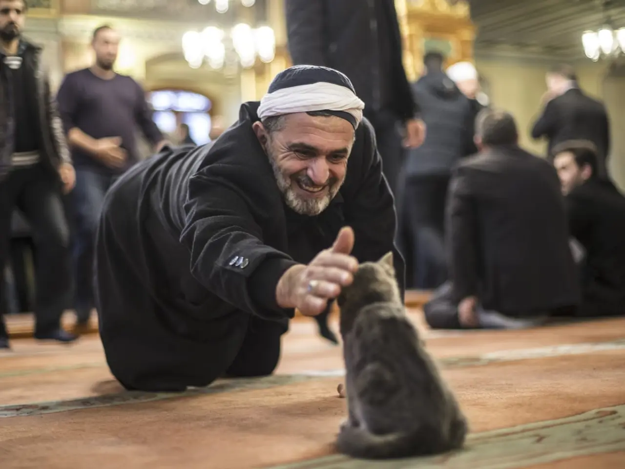 Turkey: where pampered cats are top dog | Turkey | The Guardian