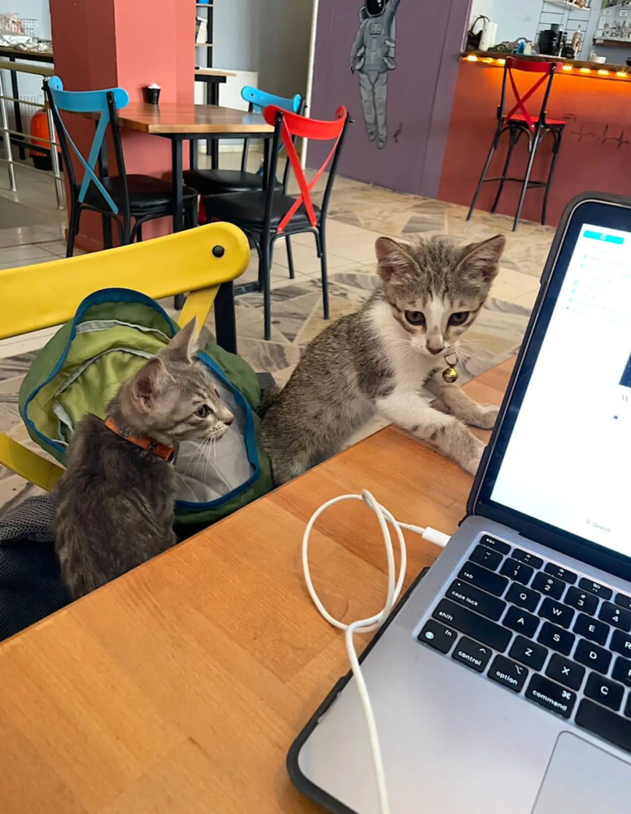 In a colorful cafe, two small gray and white kittens sit on a chair near a backpack and lean on a wooden table with an open, silver laptop on it.