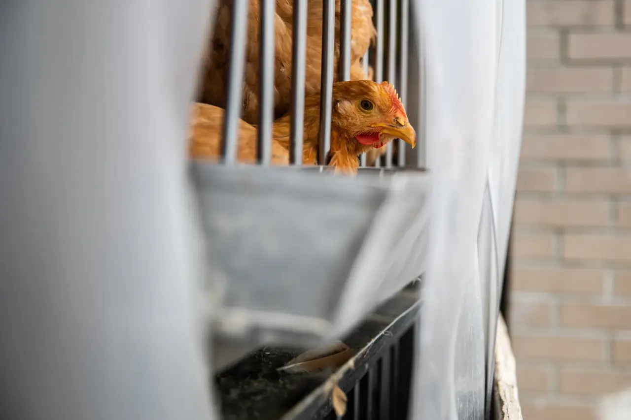 US Bird Flu: NYC-Area Poultry Markets Shut Temporarily After Cases  Identified - Bloomberg