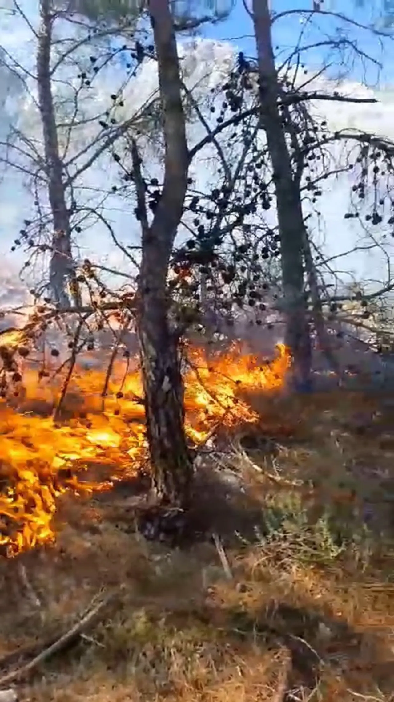 Antalya'da orman yangını: Kuvvetli rüzgar ekipleri zorluyor - 2