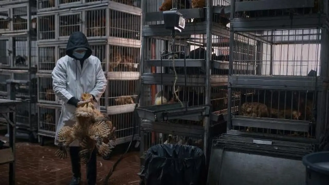 Live poultry markets in NYC, suburbs shut over bird flu