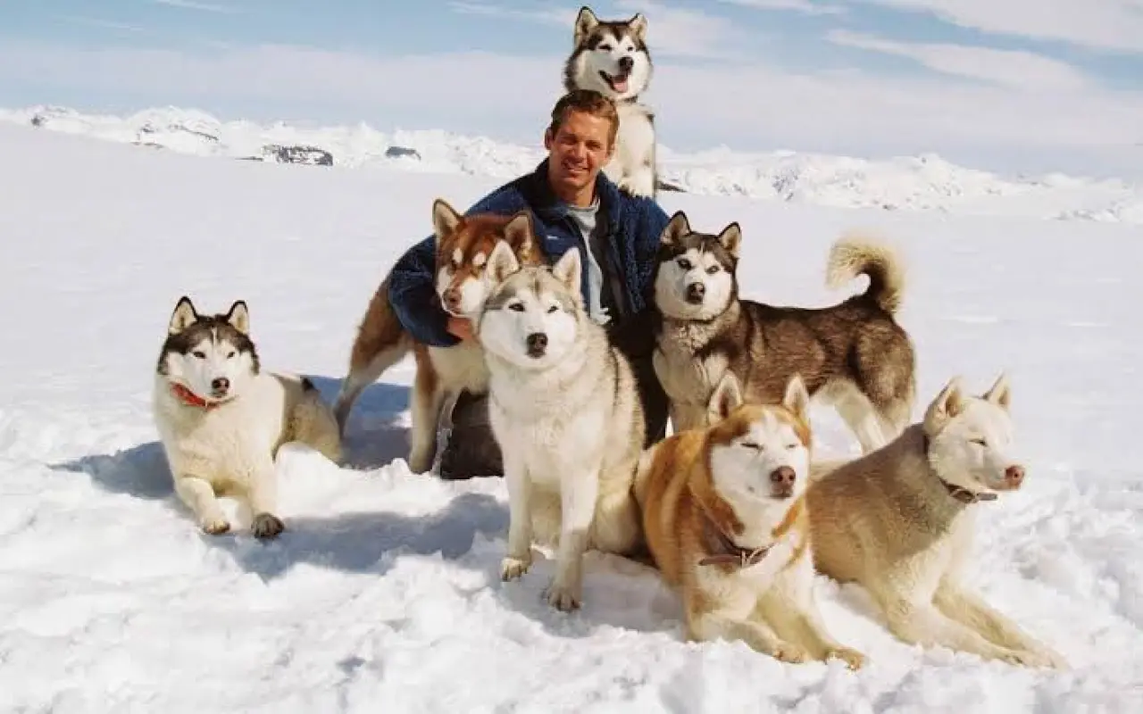 Kutup Macerası (Eight Below) – mahza. | sade